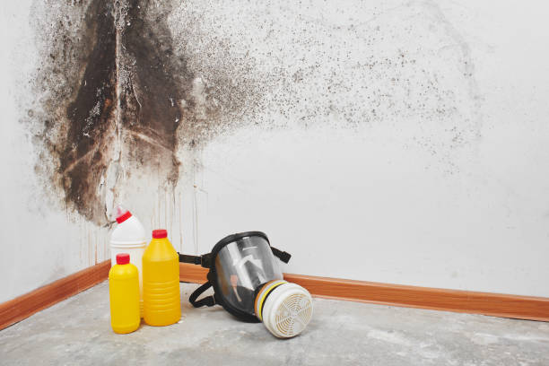Mold Removal and Inspection in New Haven, MO