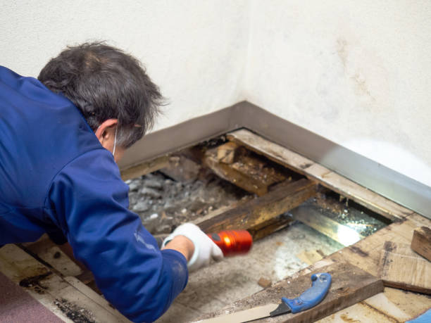 Home Mold Removal in New Haven, MO