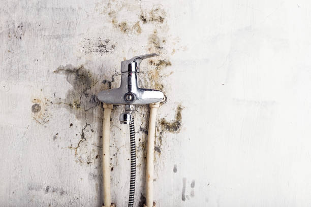 Best Certified Mold Removal  in New Haven, MO