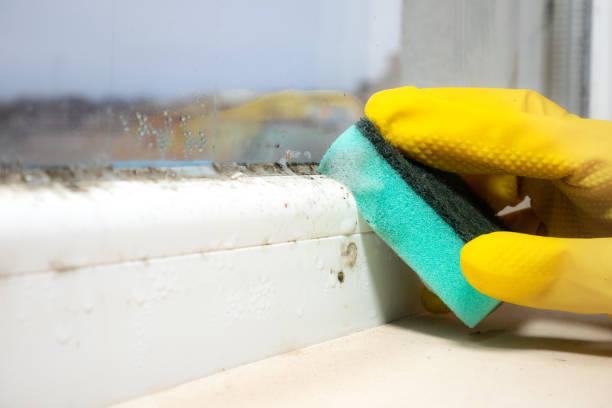 Best Commercial Mold Removal  in New Haven, MO