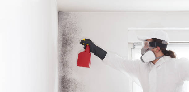 Best Mold Removal and Inspection  in New Haven, MO