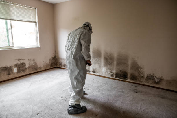 Professional Mold Removal in New Haven, MO