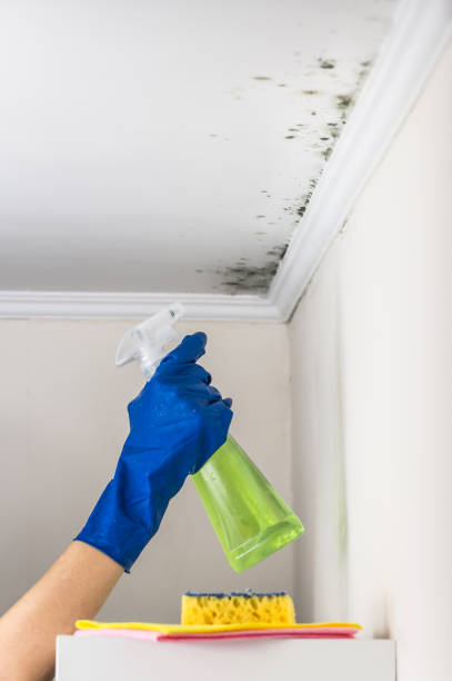 Mold Testing and Removal in New Haven, MO